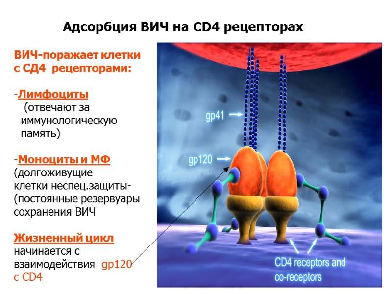 Адсорбция ВИЧ на CD4 рецепторах ВИЧ-поражает клетки с СД4  рецепторами:  Лимфоциты 